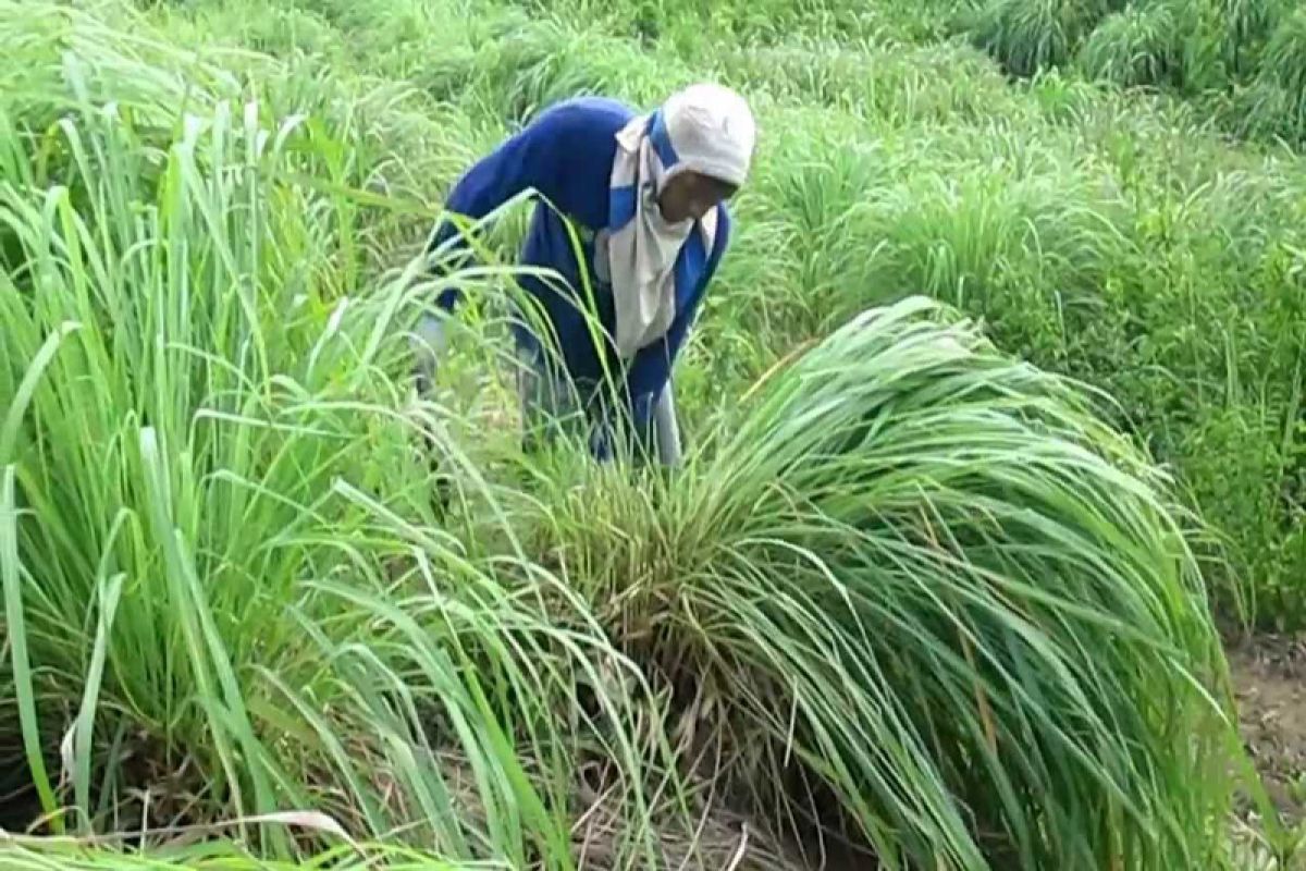 Masyarakat Aceh Selatan mulai senang kembangkan serai wangi