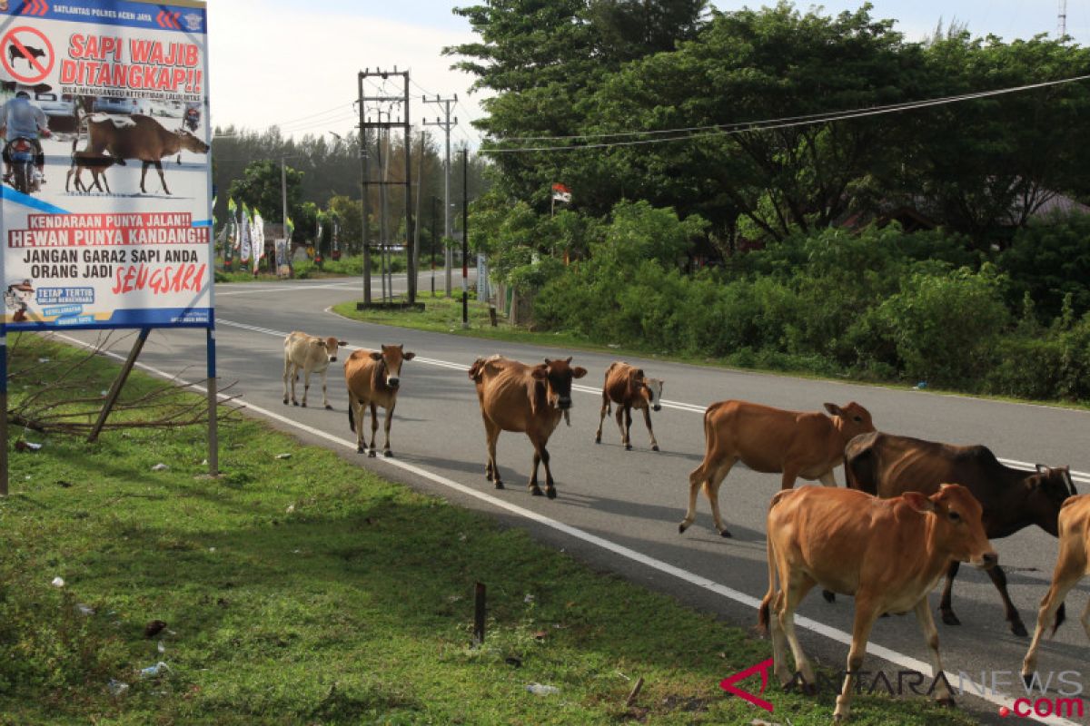 Agriculture ministry distributes 1.225 Brahman cross cattles to farmers