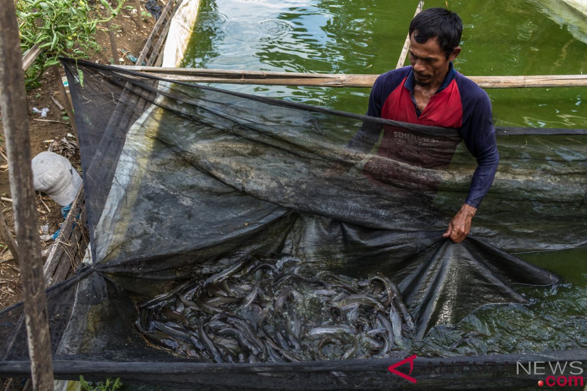 Budi daya ikan, harapan baru warga Tempilang