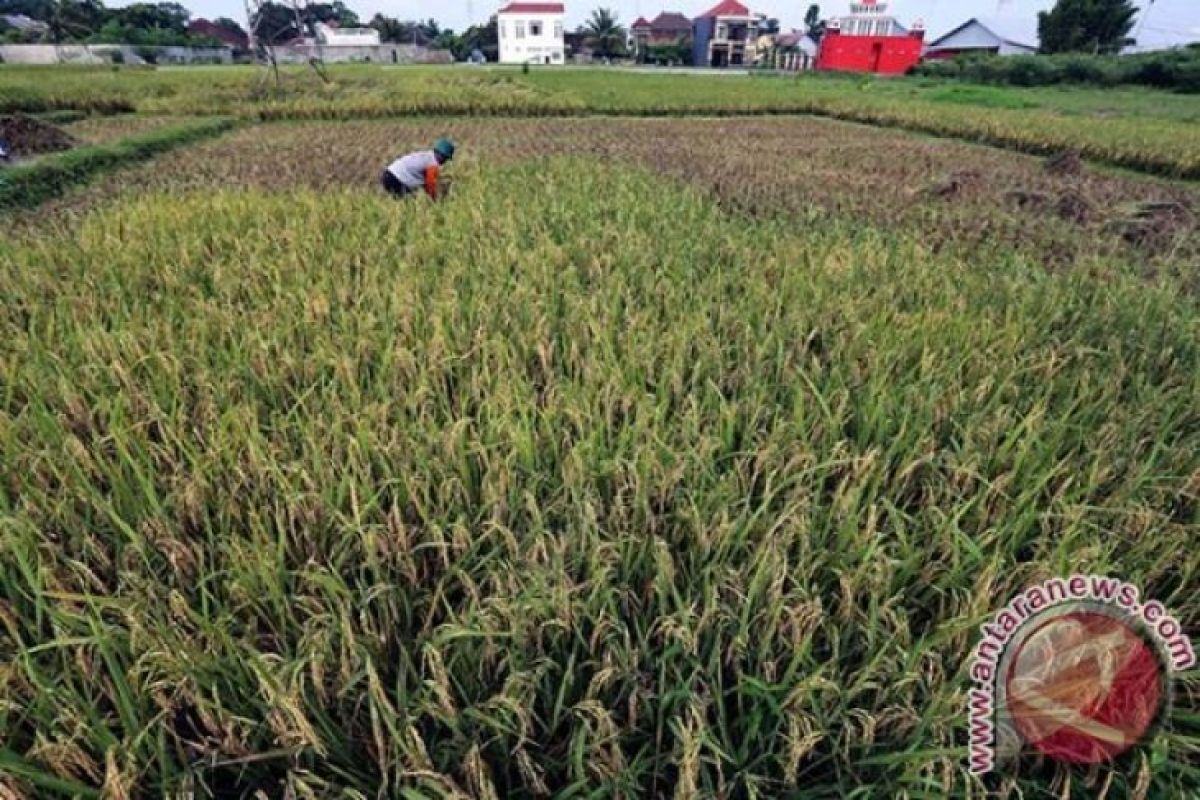 Penajam Berdayakan Lahan Tidur Untuk Tanam Padi