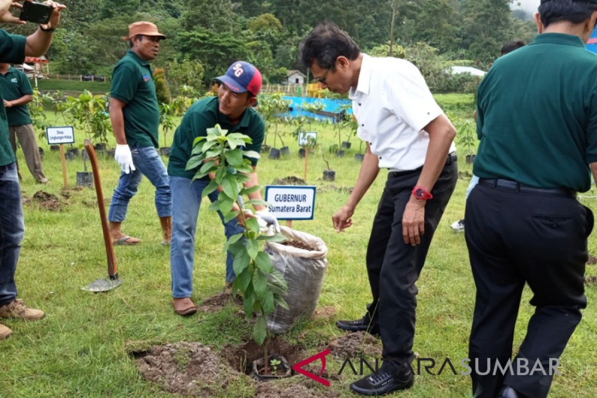 Jaga sumber air Danau Maninjau, PLN tanam 1.000 bibit pohon