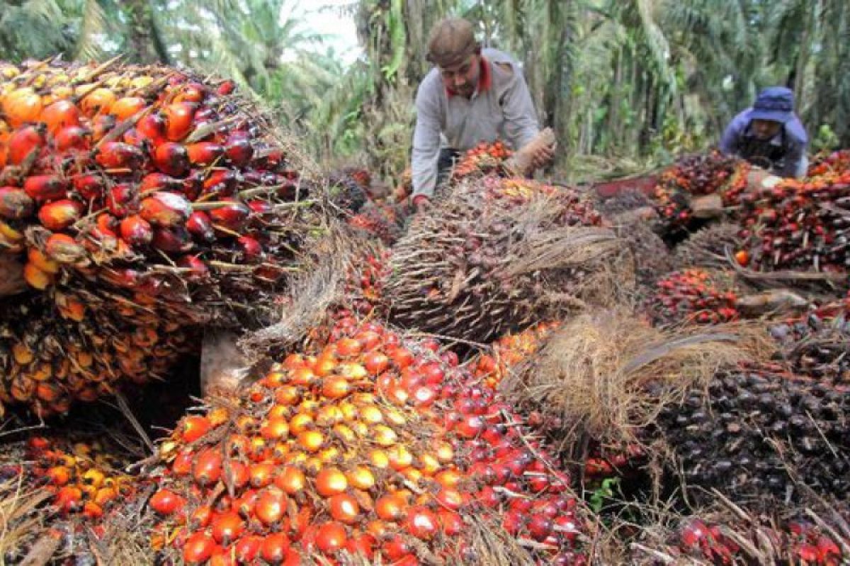 Harga jual kelapa sawit rakyat naik di Pesisir Selatan