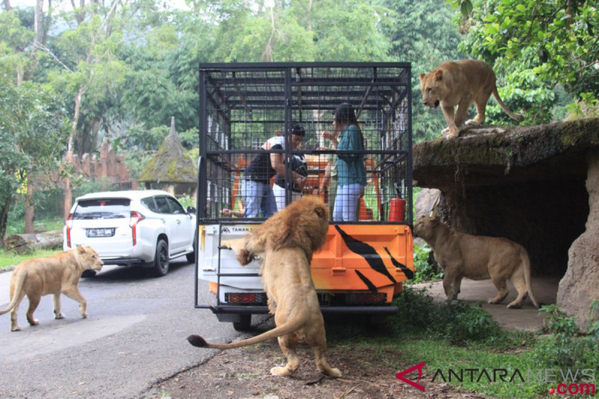 Taman Safari tawarkan sensasi memberi makan "kucing besar"