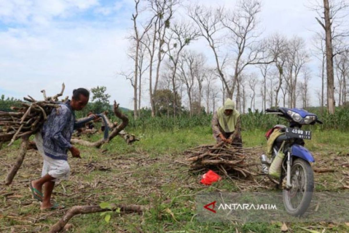 KPH Bojonegoro Kembangkan 305 Hektare Tanaman Sengon