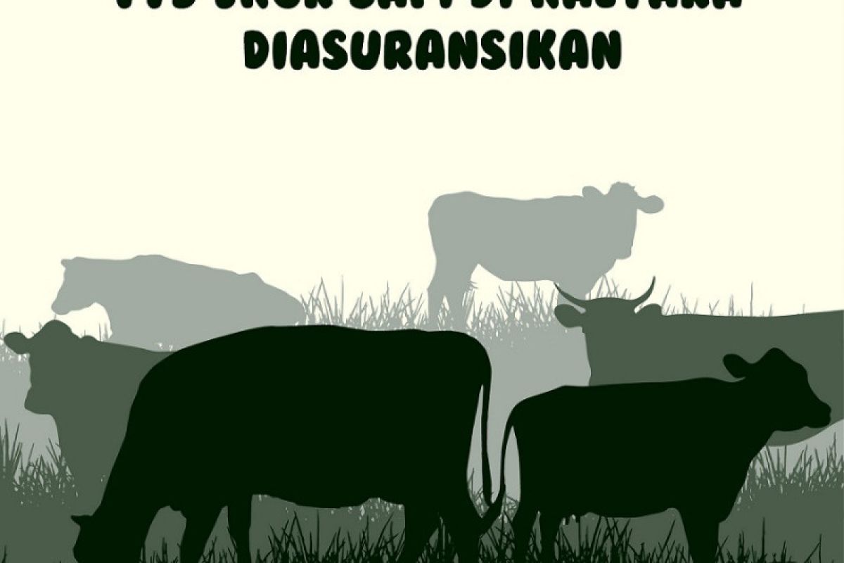 115 Ekor Sapi di Kaltara Diasuransikan