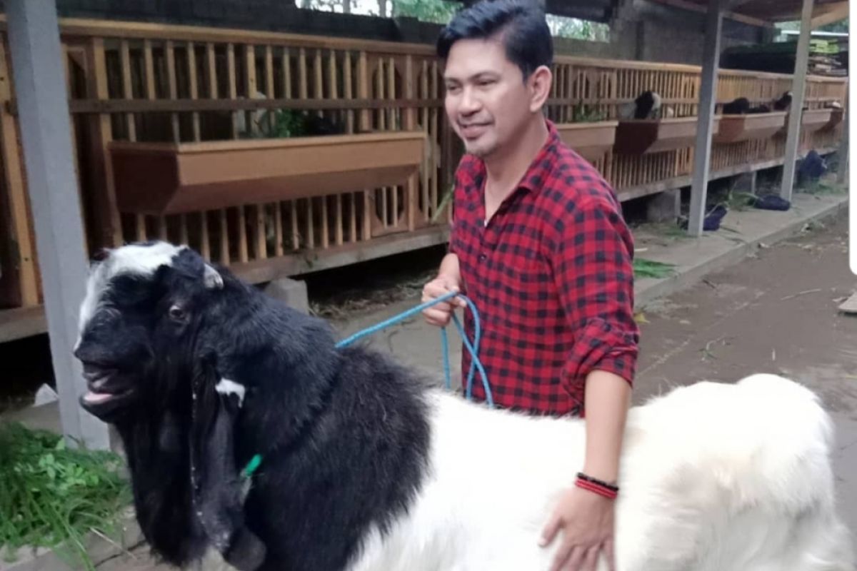 Ronnie Sianturi Kunjungi Peternak Kambing Etawa