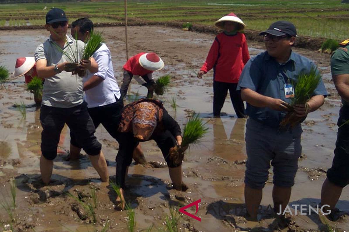 Musim tanam mundur, BI: Harga beras berpotensi naik