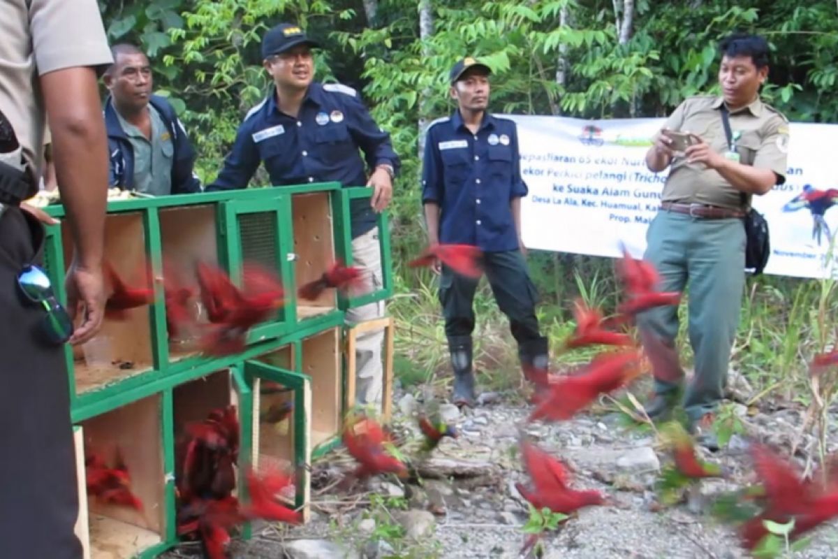 BKSDA Maluku lepasliarkan burung nuri merah
