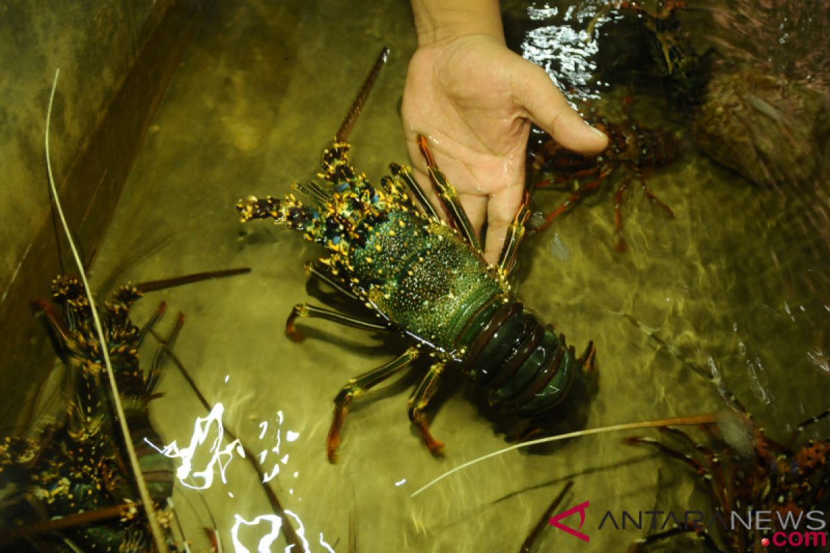 Penyelundupan 315.000 benih lobster berhasil digagalkan sepanjang 2018