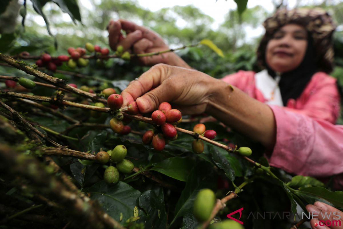 Indonesia ranked fourth as global coffee producer