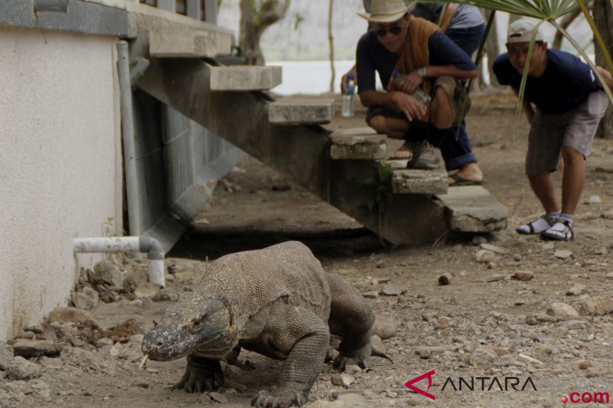 Only Komodo Island to be closed to tourists: governor