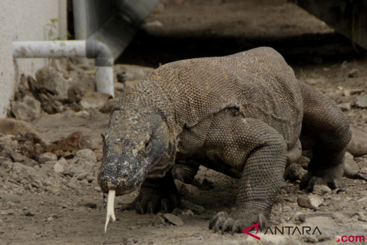 Ministry highlights rising Komodo dragon population in past few years