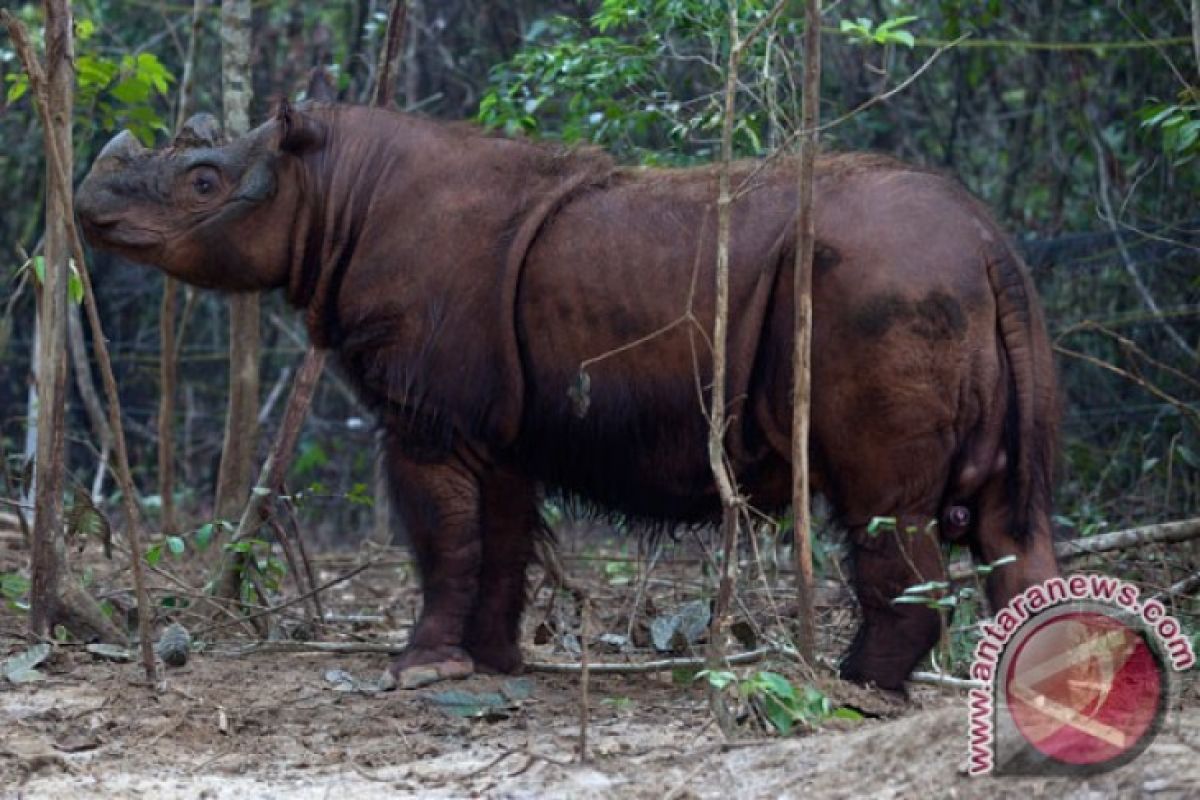 Badak Sumatera  diselamatkan dari lubang  jebakan