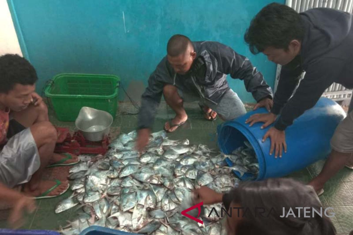 Nelayan Teluk Penyu Cilacap panen bawal putih