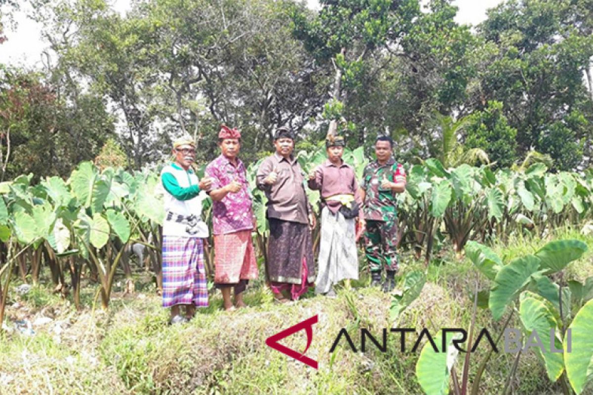 Buleleng kembangkan talas kuning untuk bahan pangan non-beras