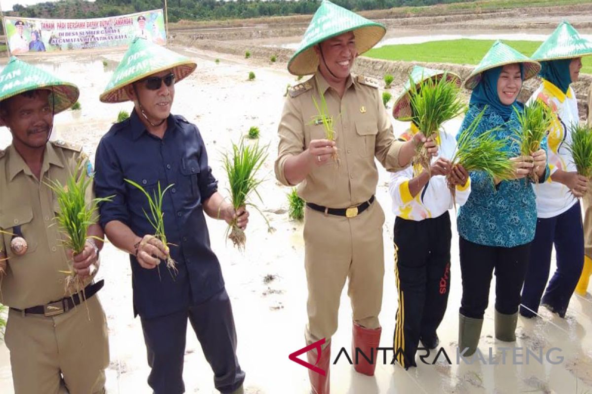 Produksi padi turun akibat larangan membakar, ini solusi dari Bupati Lamandau