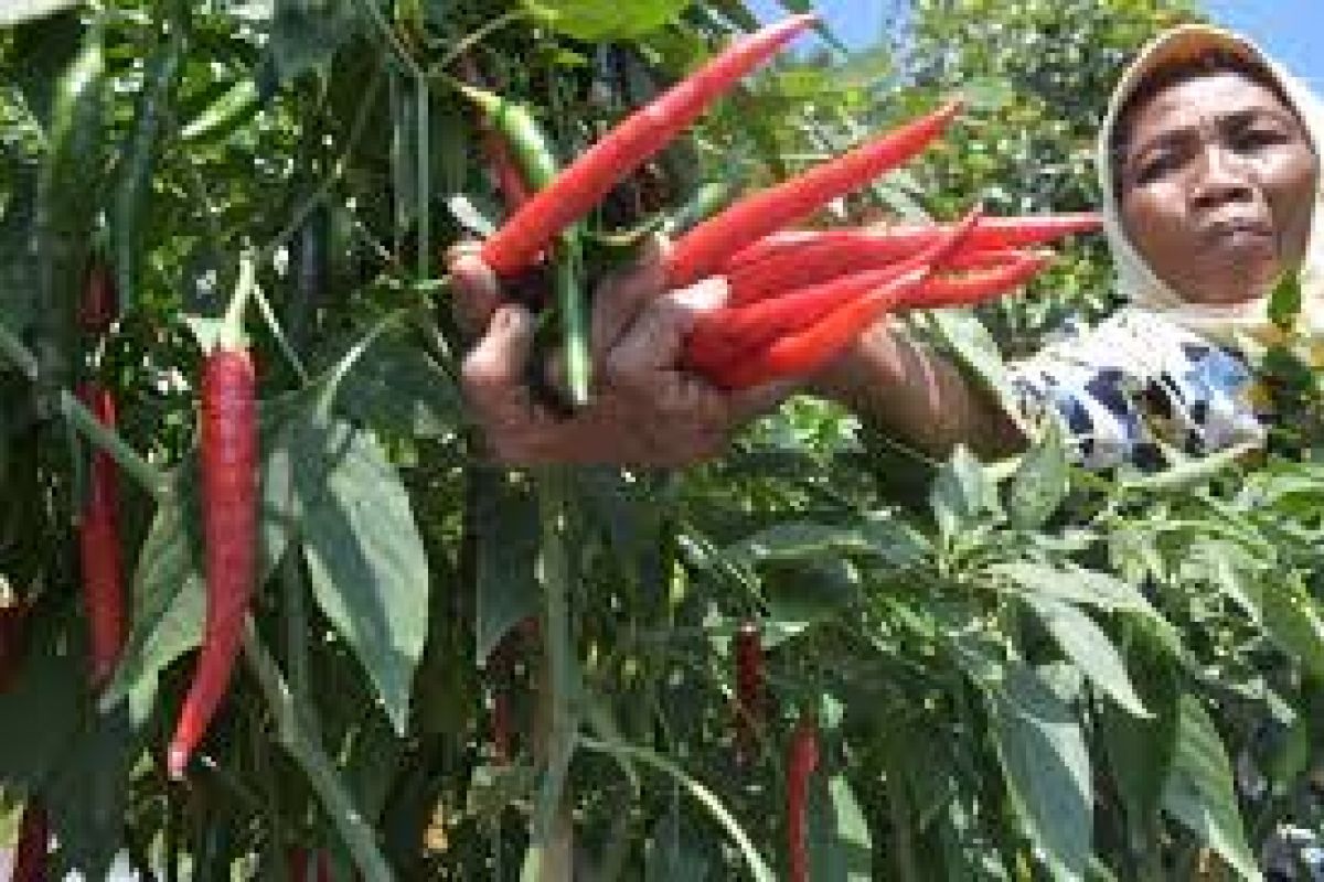 Petani Lebak Mulai Melirik Budi Daya Cabai