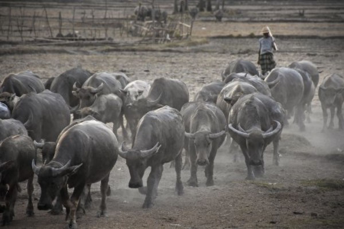 Dinas NTB menyiapkan bantuan untuk peternak terdampak corona