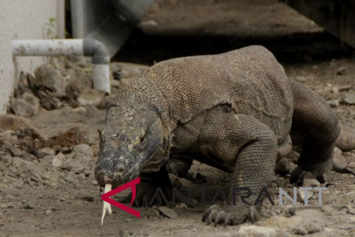 Population of komodo dragons in national park stable