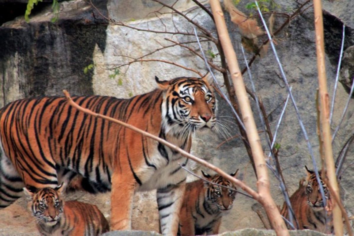 Empat anak harimau Sumatera diperkenalkan di Kebun Binatang Tierpark, Jerman