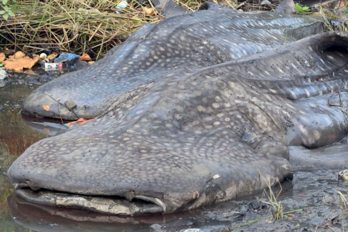 Lembaga konservasi lihat indikasi efek rumpon pada bangkai hiu di Raja Ampat