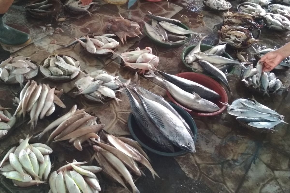 HARGA JUAL IKAN LAUT DI JEPARA STABIL