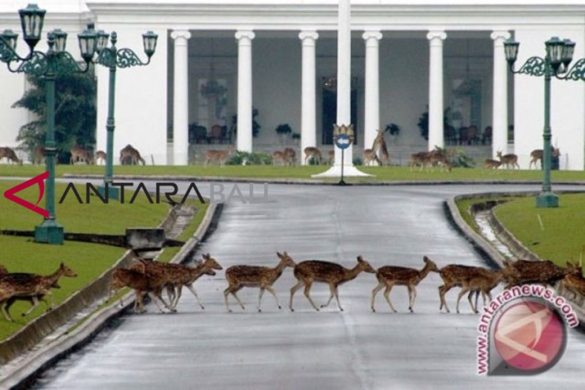 Istana kerja sama dengan IPB rawat satwa