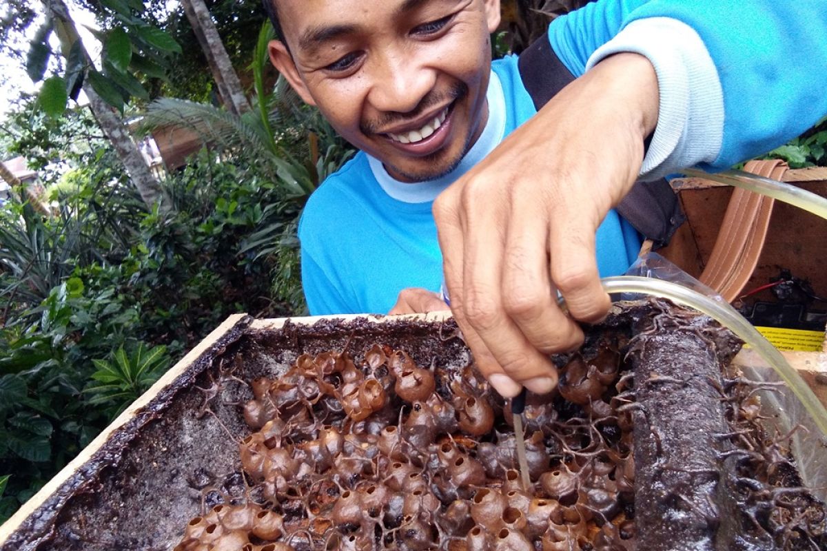 Budidaya kelulut senangkan hati dan menghasilkan