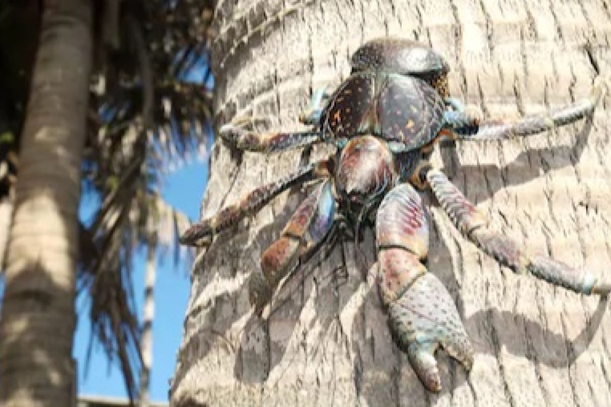 Petugas karantina gagalkan penyeludupan Ketam Kenari