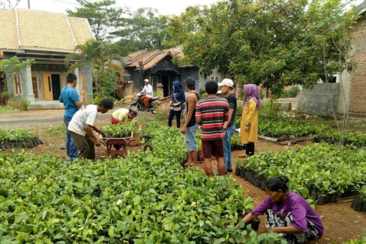 Waykanan dapat bantuan rehabilitasi 200 hektare tanaman lada