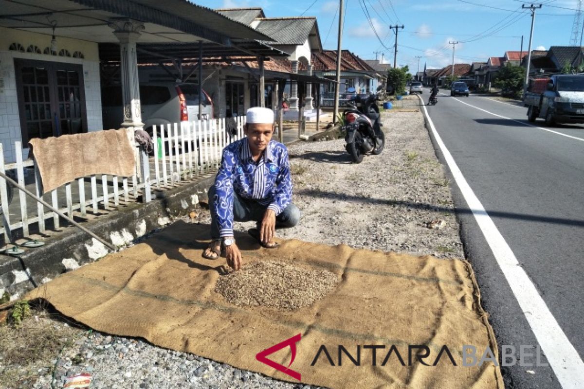 Petani Bangka Selatan berharap harga lada kembali naik