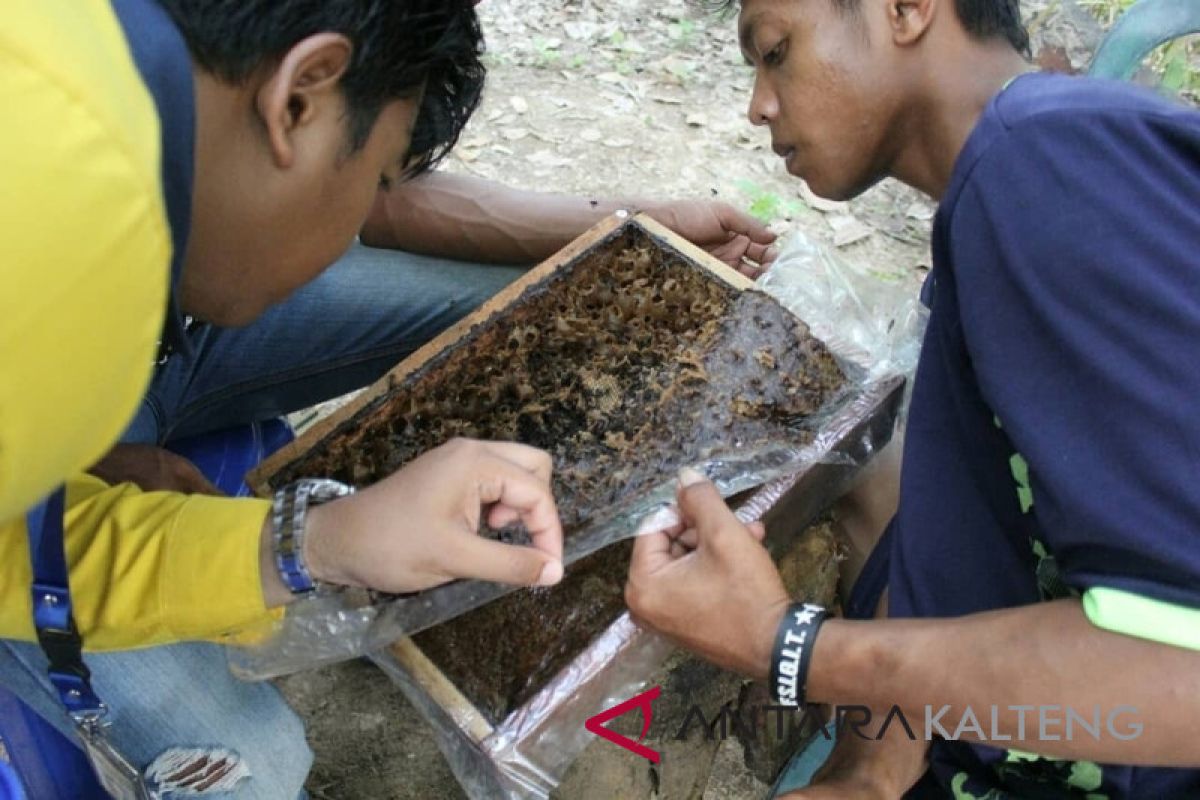 Warga Barito Utara panen perdana madu kelulut