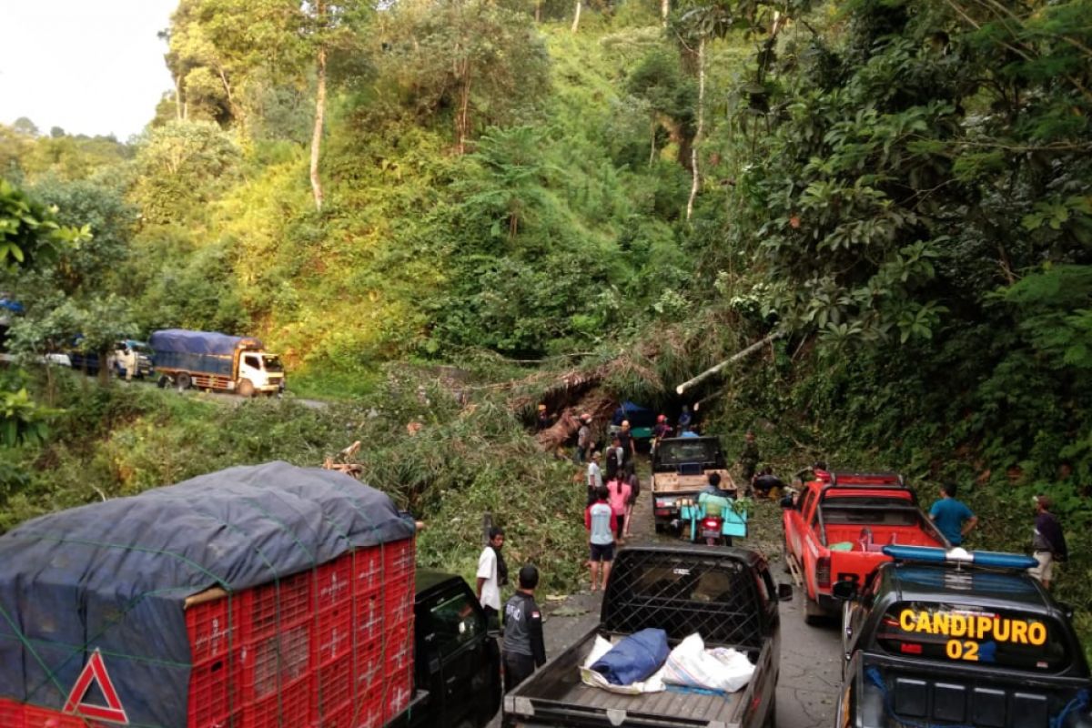 Jalur Selatan Lumajang-Malang Sempat Ditutup Total Akibat Pohon Tumbang