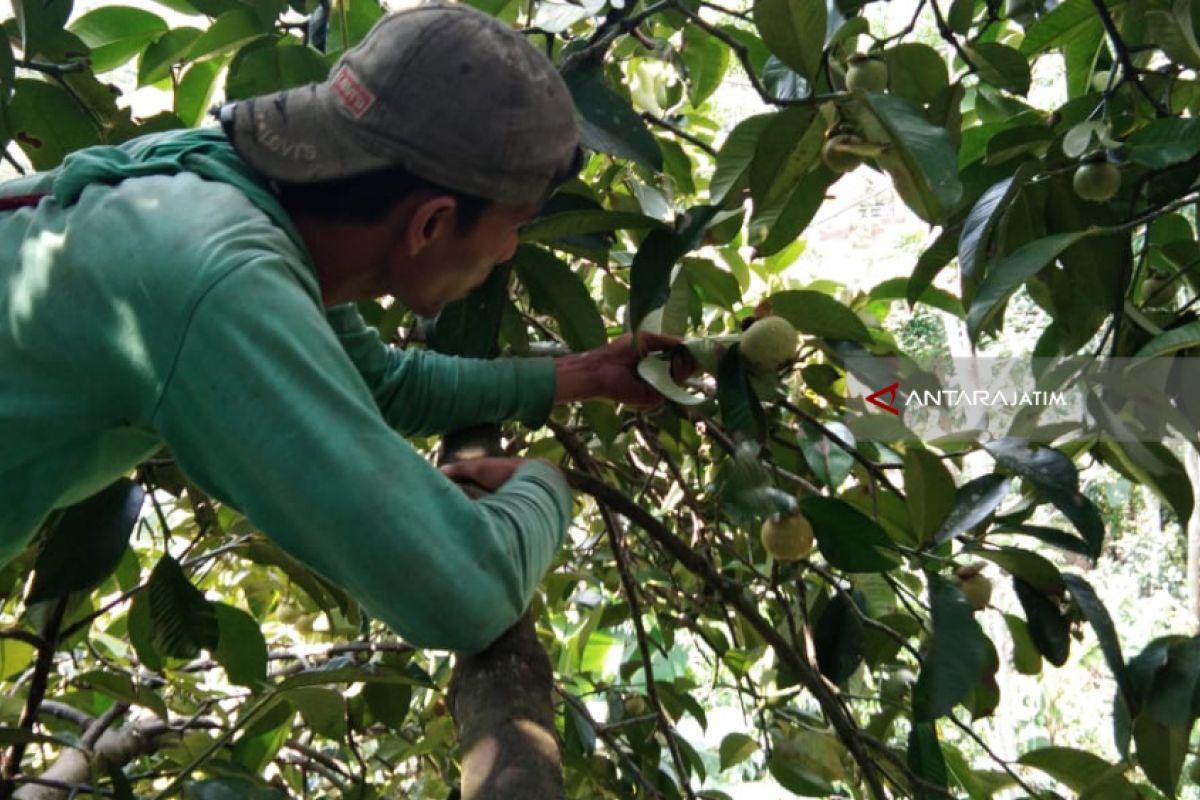 Panen Perdana, Harga Manggis di Probolinggo Melonjak