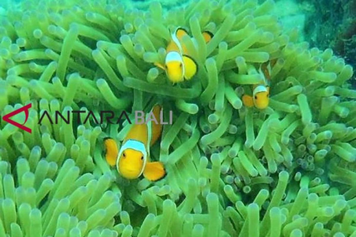 Mencari Si Nemo di Gili Rengit