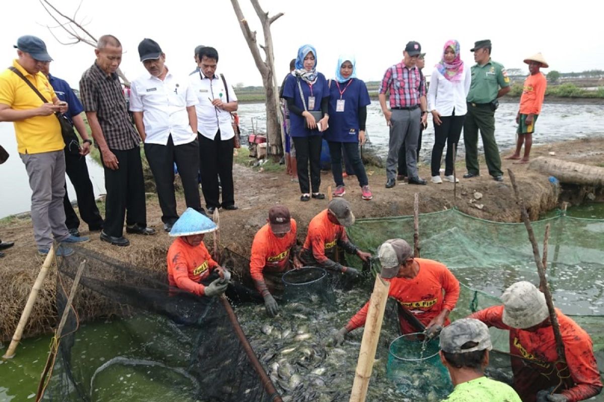 Investor lirik budi daya ikan nila salin di Pati