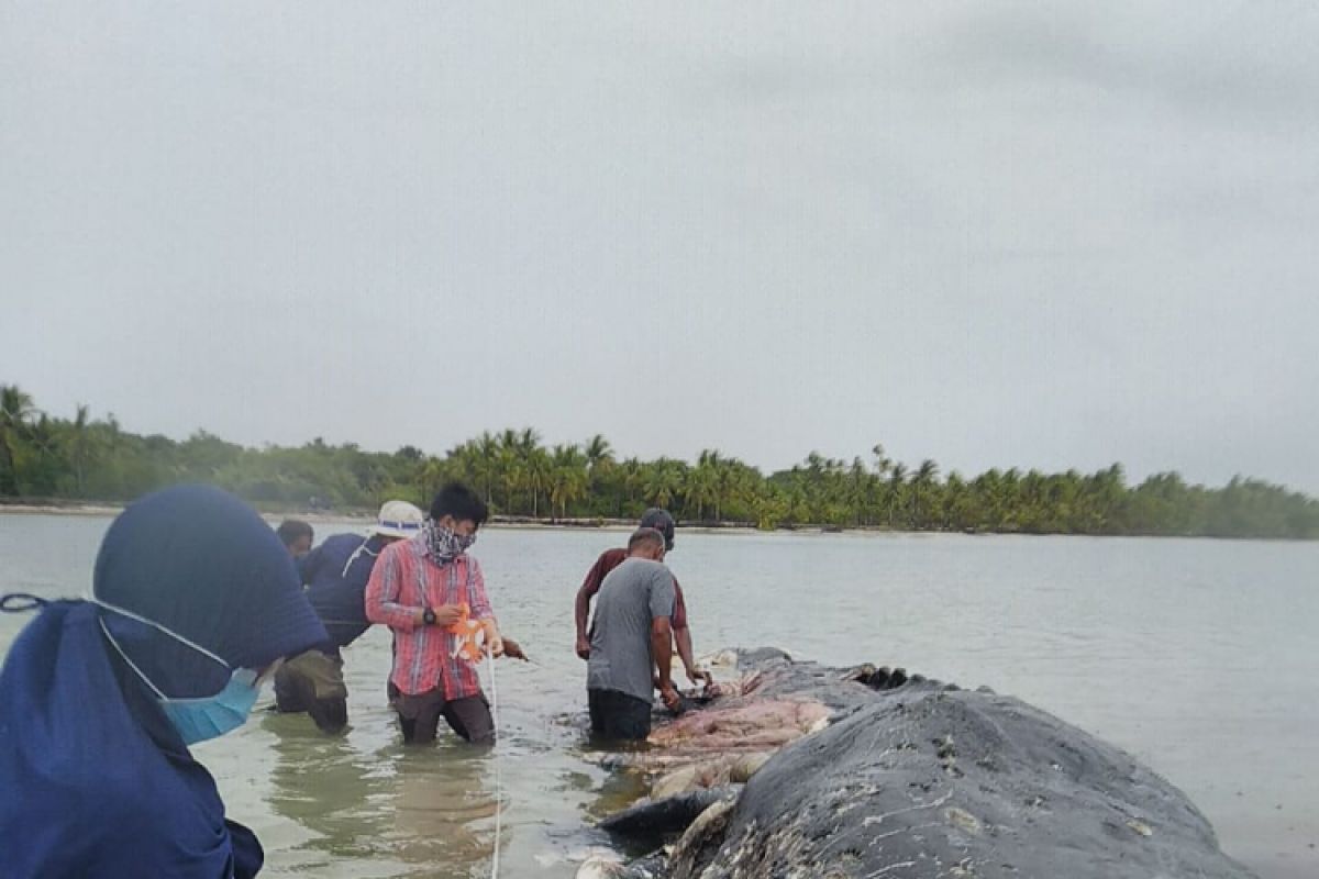 Dikuburkan, bangkai ikan paus terdampar di Wakatobi