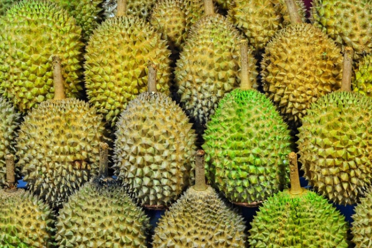 Ini tips memilih buah durian