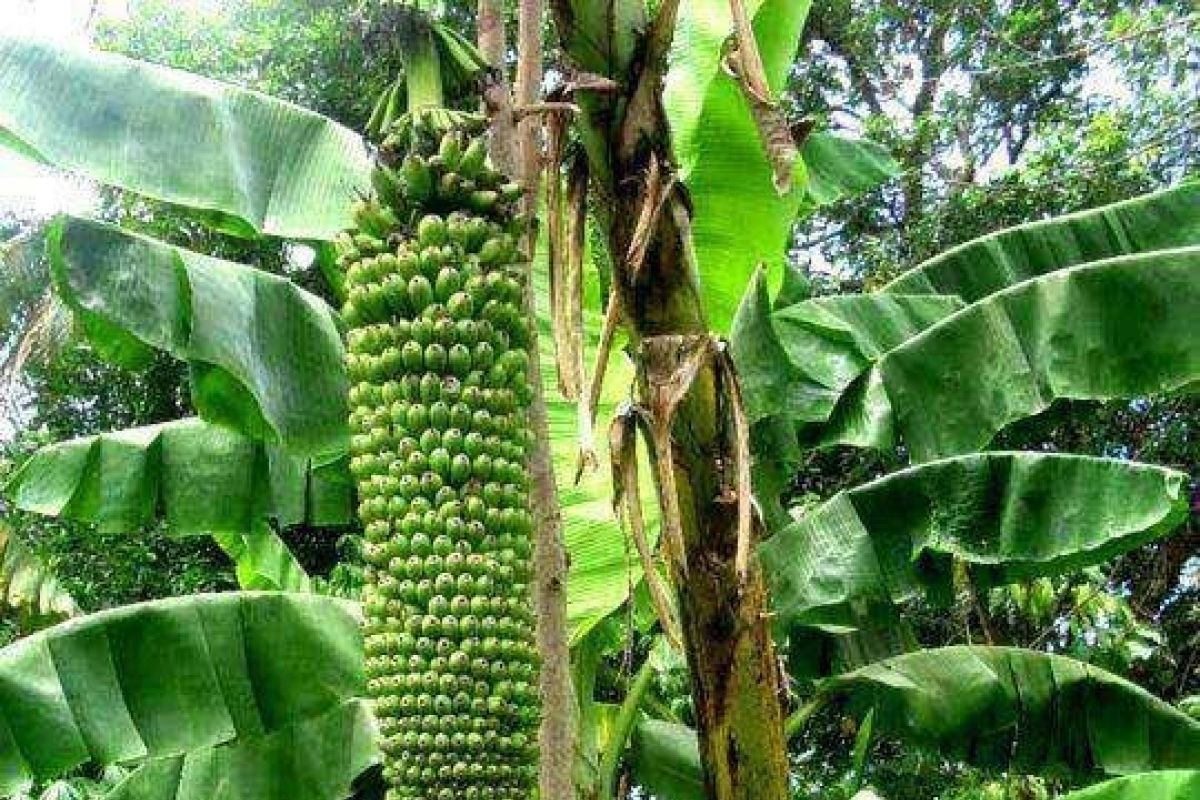 Pohon pisang unik bertandan 2,2 meter tumbuh di Temanggung