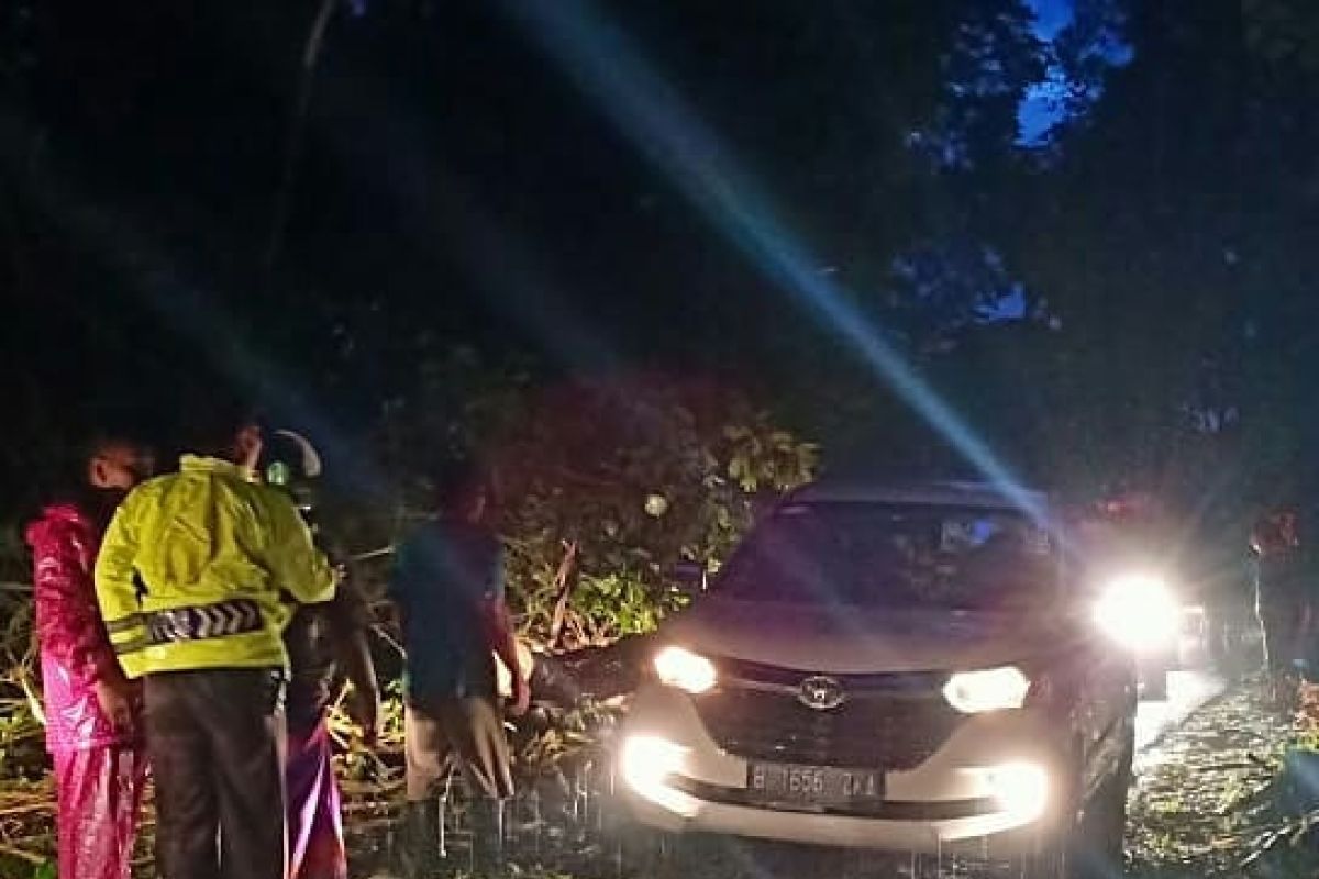 Pohon Tumbang di Gumitir Sempat Ganggu Lalu Lintas Jalur Jember-Banyuwangi