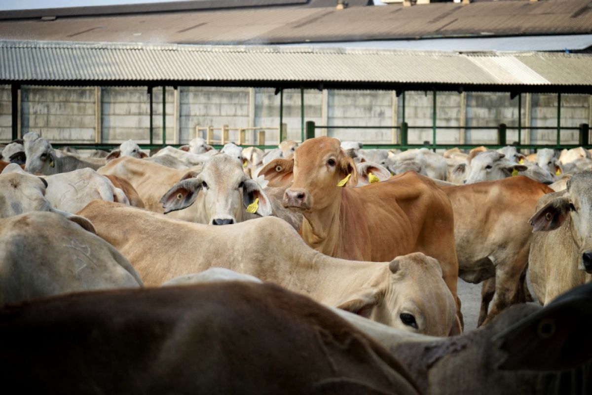 Malaysian investor restarts business in cow breeeding in Rejang Lebong