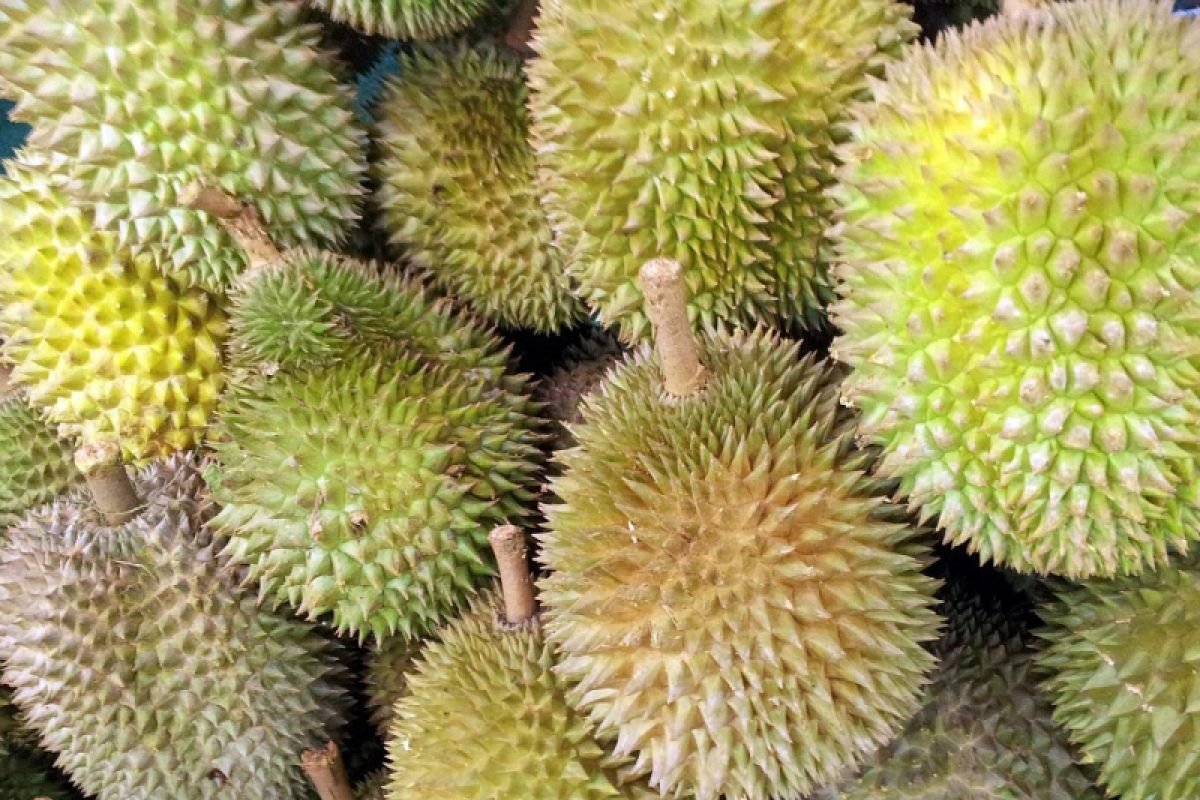 Apa saja manfaat durian bagi kesehatan?