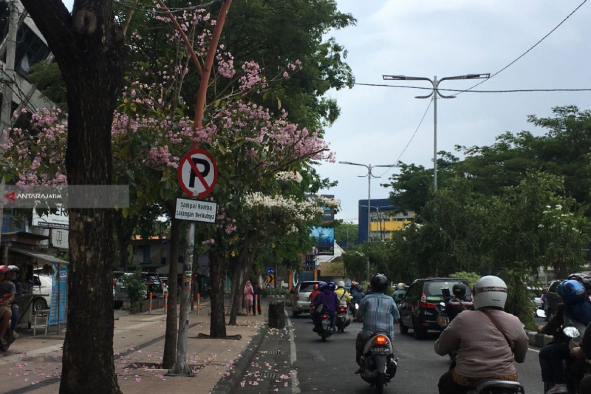 Bunga ala Sakura Bermekaran, Suasana Surabaya Makin Cantik (Video)