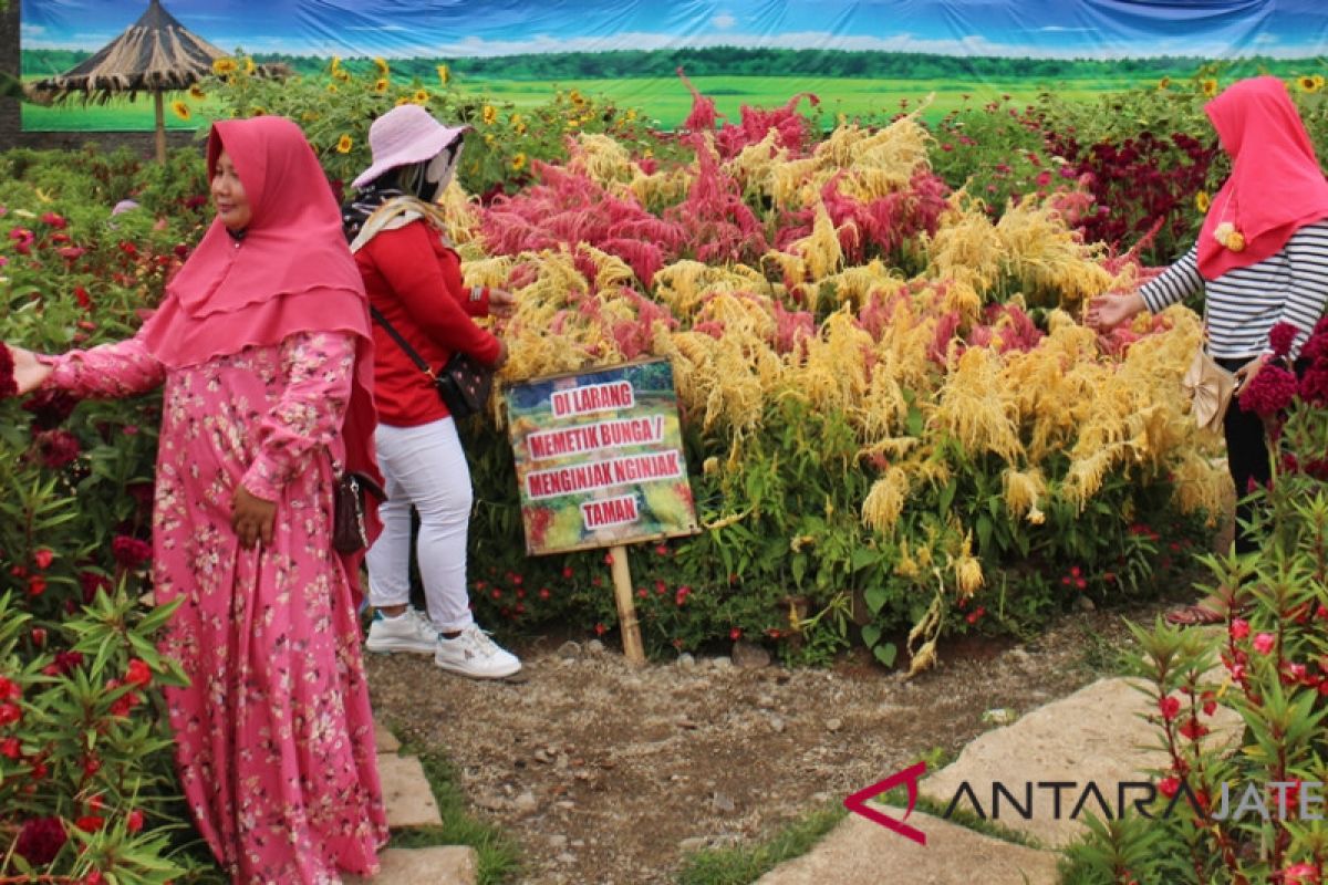 Petani Sukoharjo sulap lahan kosong jadi taman bunga indah