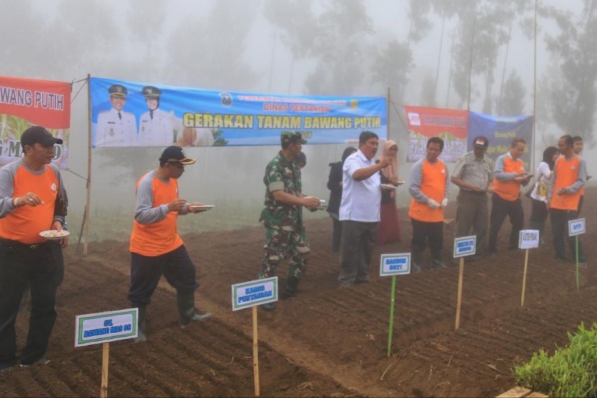 Panen Perdana dan Gerakan Tanam Bawang Putih di Lumajang