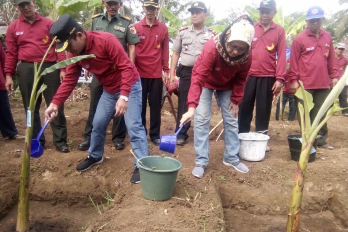 Pemkab Lumajang Gandeng Perbankan Kembangkan Produk Pisang Agung