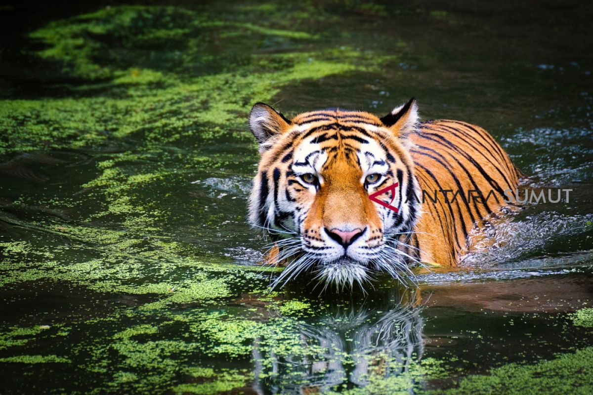 WALHI: satwa langka harimau Sumatera harus dilindungi