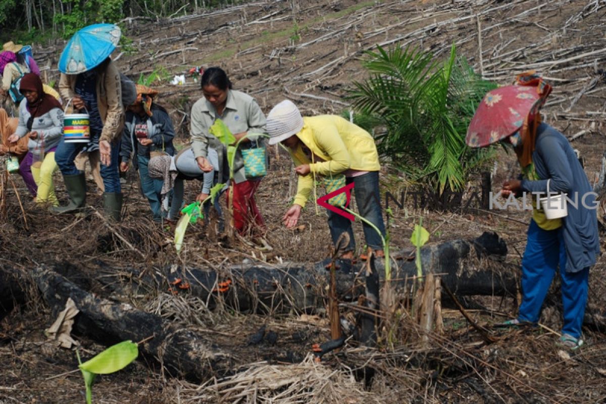 Warga Barito Utara mulai menanam padi ladang