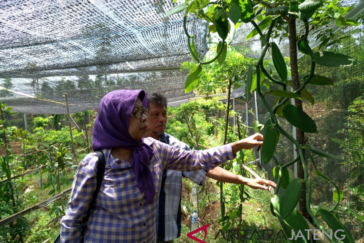 Gandeng Balittro, Temanggung identifikasi vanili lokal