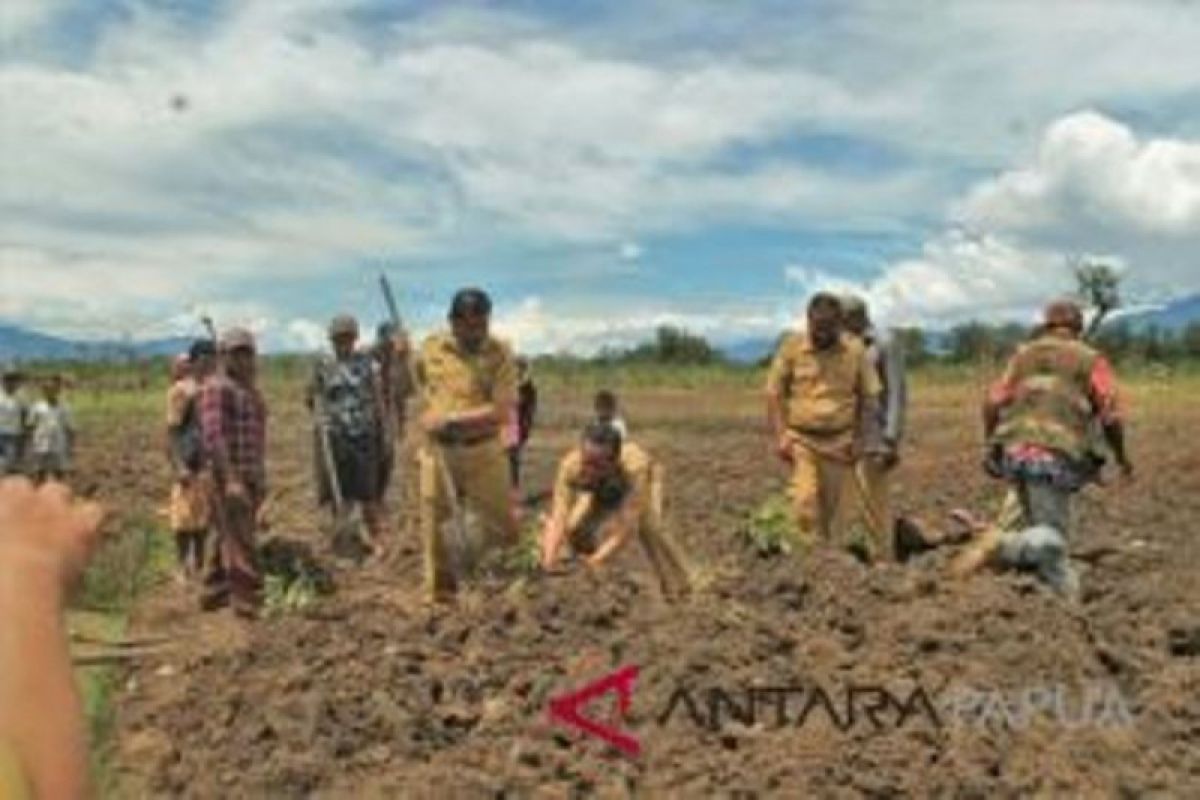 Wabup Jayawijaya luncurkan kawasan pengembangan hortikultura